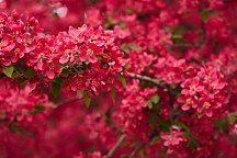 Obraz Rozkvitnutá vetvička 1409